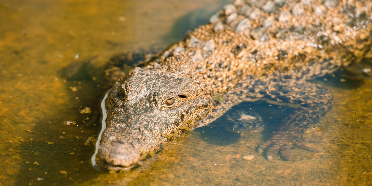 Crocodile emerging out of the water in Cuba