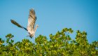 A bird flying above mangrove trees on a sunny day in Cuba