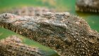 Close up of a crocodile on green grass in Cuba