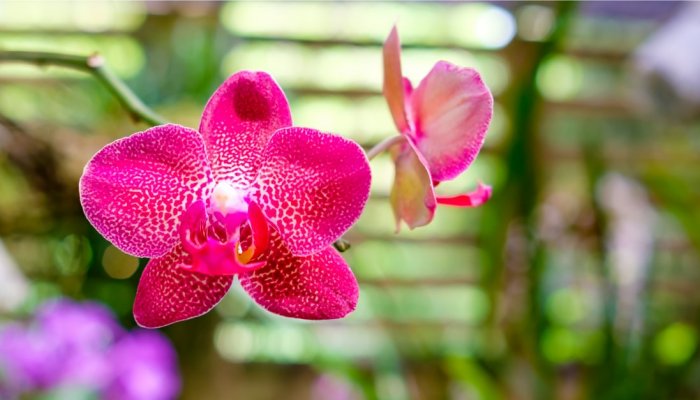 Cuba Orchids