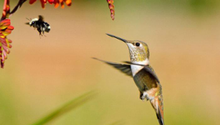 Cuba Bee Hummingbird